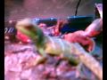 videos de My New Water Dragon !
