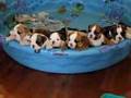 English Bulldog Puppy Chorus