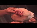 Laura de Vison - Come Miolos