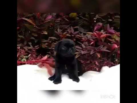 Black pug sweet puppys
