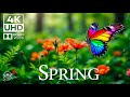 MOMENTS WITH BUTTERFLIES 4K 🦋 | SOOTHING NATU ..