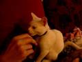 videos de britse korthaar toesj nr 2 met lolly