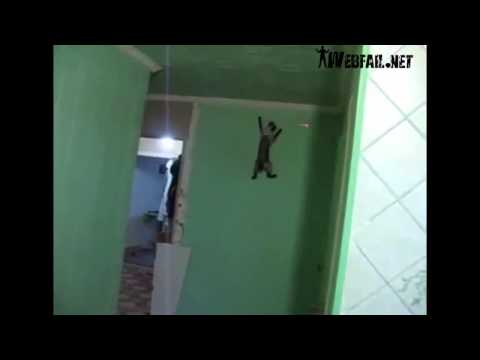 Лазерная указка! КОт балуется! КОт ходит по стене!! Кот дошел до потолка!!