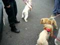 Rescued Randolph dogs reunite