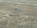 Out of Focus Prairie Dogs