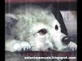 Wolf\ Wolf\