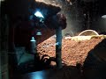 My little Theraphosa Blondi scares me.