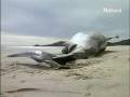 videos de Tiburón blanco vs calderones - White shark vs pilot whales
