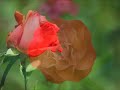 joe dassin – Salut