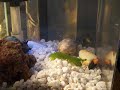 Fry the mantis shrimp and new blue damsel