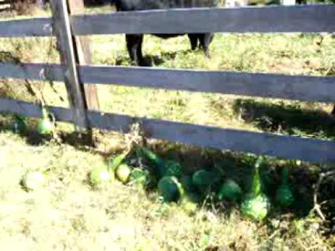 how to harvest gourds