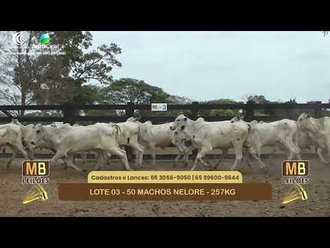 551� LEIL�O VIRTUAL MB LEIL�ES