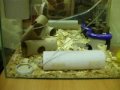 Operational conditioning - Lee, crumb and toilet paper tube