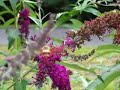 hummingbird clearwing moth (Hemaris thysbe)