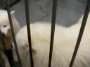 braton the samoyed