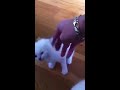 Click here to watch this video Chatons Evy 2012
