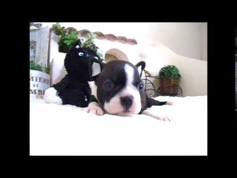 YouTube Preview Image