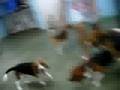 Beagles en Acciòn