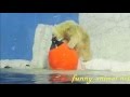 Naughty polar bear playing fun 