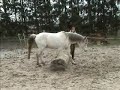 spelen met je paard - hindernis springen spelen met je paard - hindernis springen