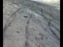 تفحيط علي التاروتي