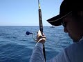 Tune,Skipjack Fishing. Genyoumaru@Hiwasa.
