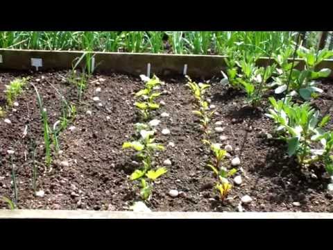 how to transplant beetroot seedlings