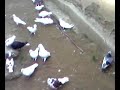 pllumat e valonit pllumat e valonit