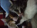 pouponnage chats part 2 pouponnage chats part 2
