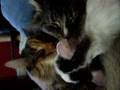 pouponnage chats part 2