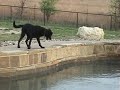 Dog vs. Pool Cleaner Dog vs. Pool Cleaner