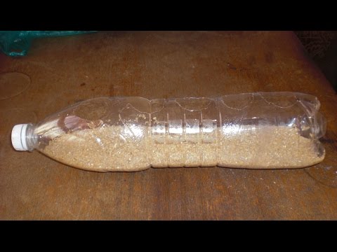 Кормушки из бутылки для перепелов своими руками Кормушки из бутылки для перепелов своими руками