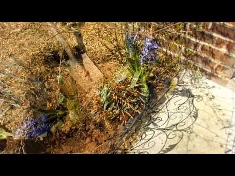 how to split and replant irises