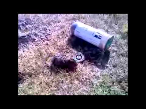 how to fill squirrel holes