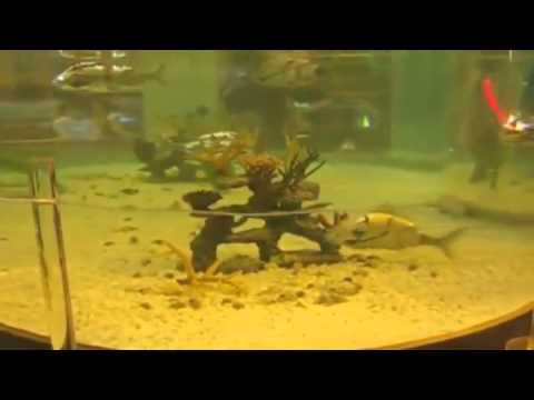 Robot Fish