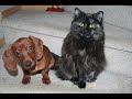 Lots of Cute Dachshund Puppies Lots of Cute Dachshund Puppies