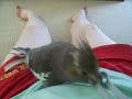 Cockateil Play