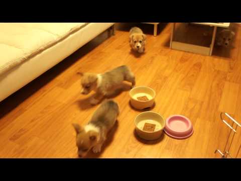 5 petits chiots ensommeillés et affamés 