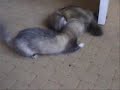Ferrets Fighting