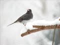 A TASTE OF WINTER
