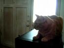 joey vs cat / round two joey vs cat / round two