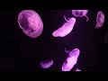 Jellyfish at Atlantis Resort & Casino in Bahamas
