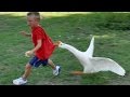 Animals never fail to make us laugh - Super funny animal compilation Animals never fail to make us laugh - Super funny animal compilation