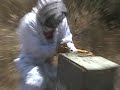Africanized Killer Bees Africanized Killer Bees