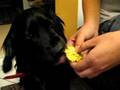 videos de piesek i kukurydza (dog eats corn)