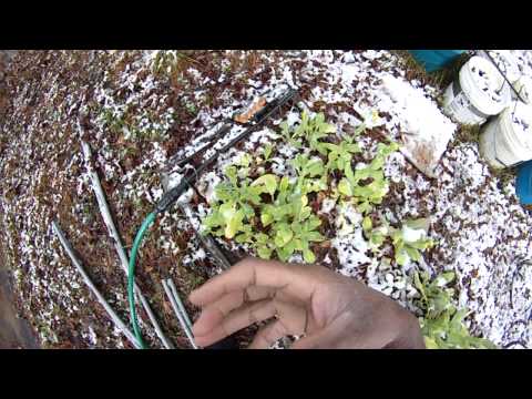 how to fertilize turnip greens