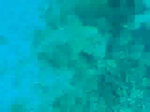 Tibur�n tigre