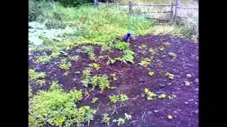 дача, огород, плоскорез с колесом