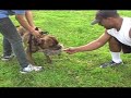 Bulldog Lure Course