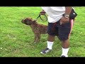 Bulldog Lure Course